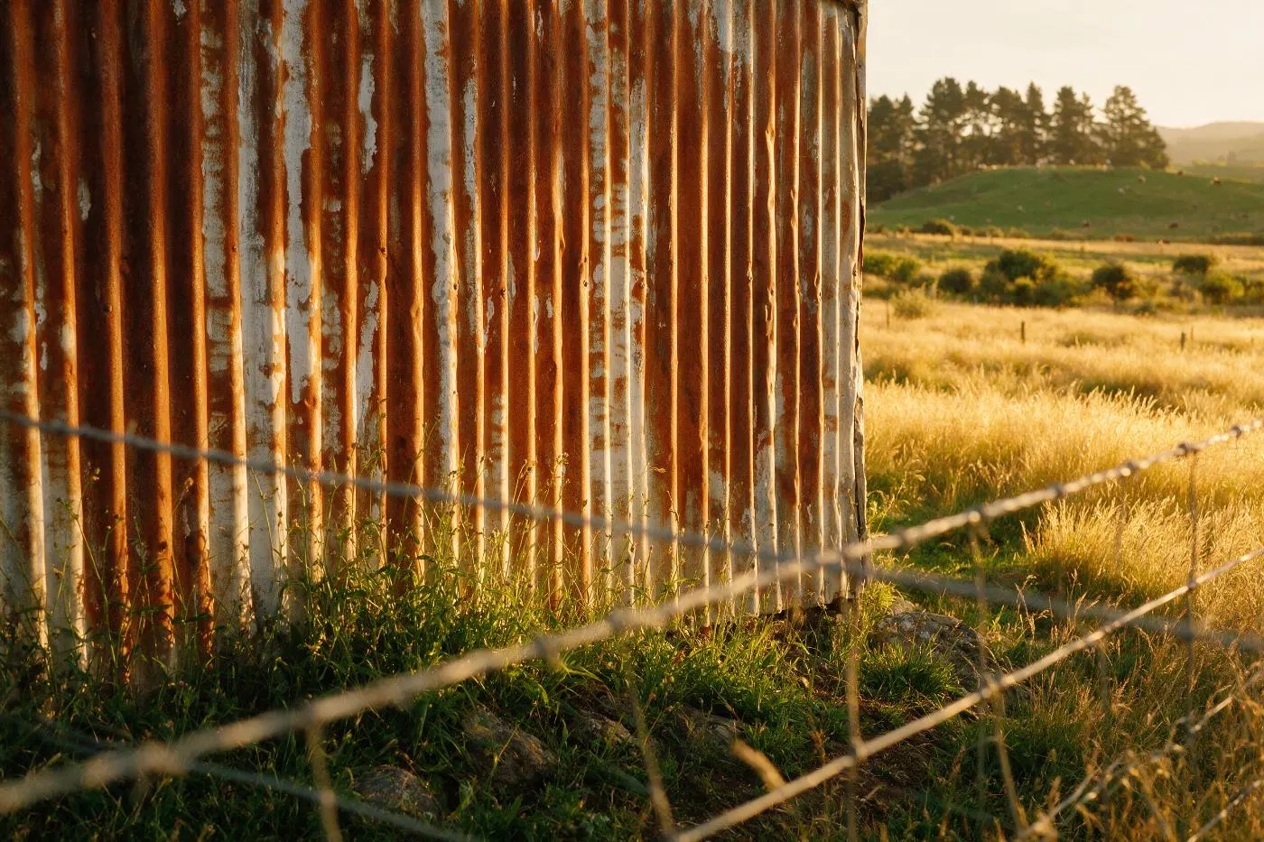 Corrugated iron and a wire fence line in golden hour light, rural New Zealand