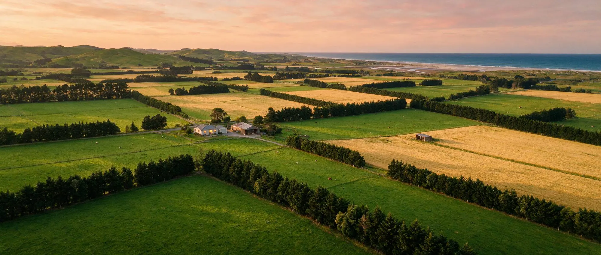 Aerial view of New Zealand farmland at dusk, paddocks divided by shelterbelts